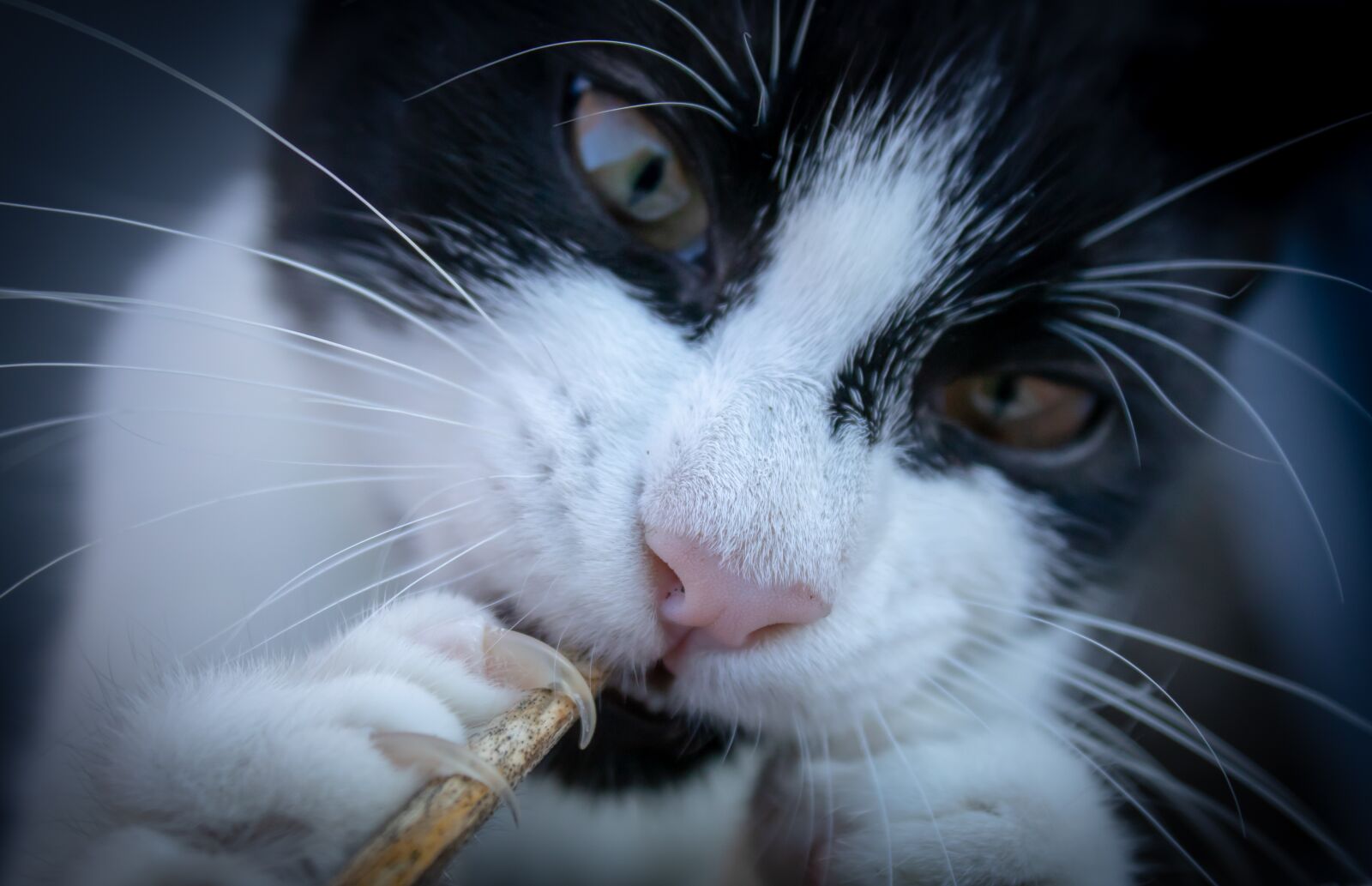 Canon EOS 200D (EOS Rebel SL2 / EOS Kiss X9) sample photo. Cat, talon, cat's paw photography