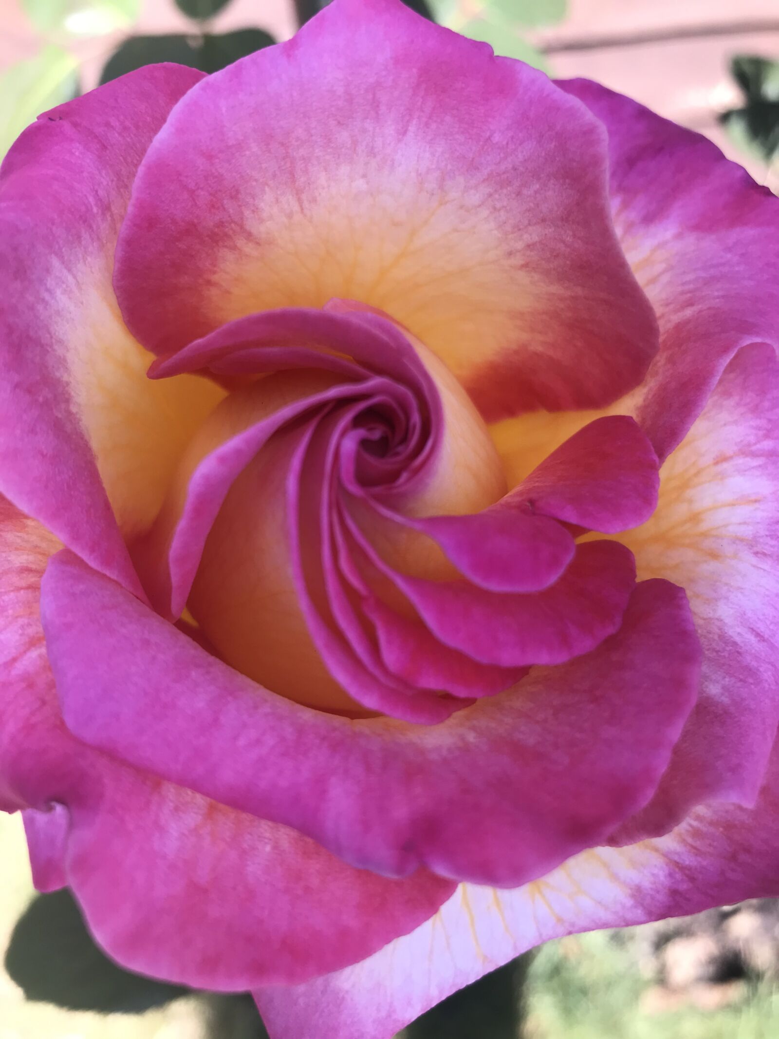 Apple iPhone 7 Plus sample photo. Rose, swirl, flower photography