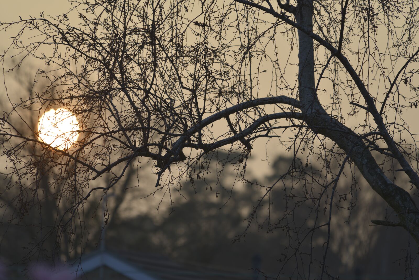 Nikon D800 sample photo. Sun, setting, through photography