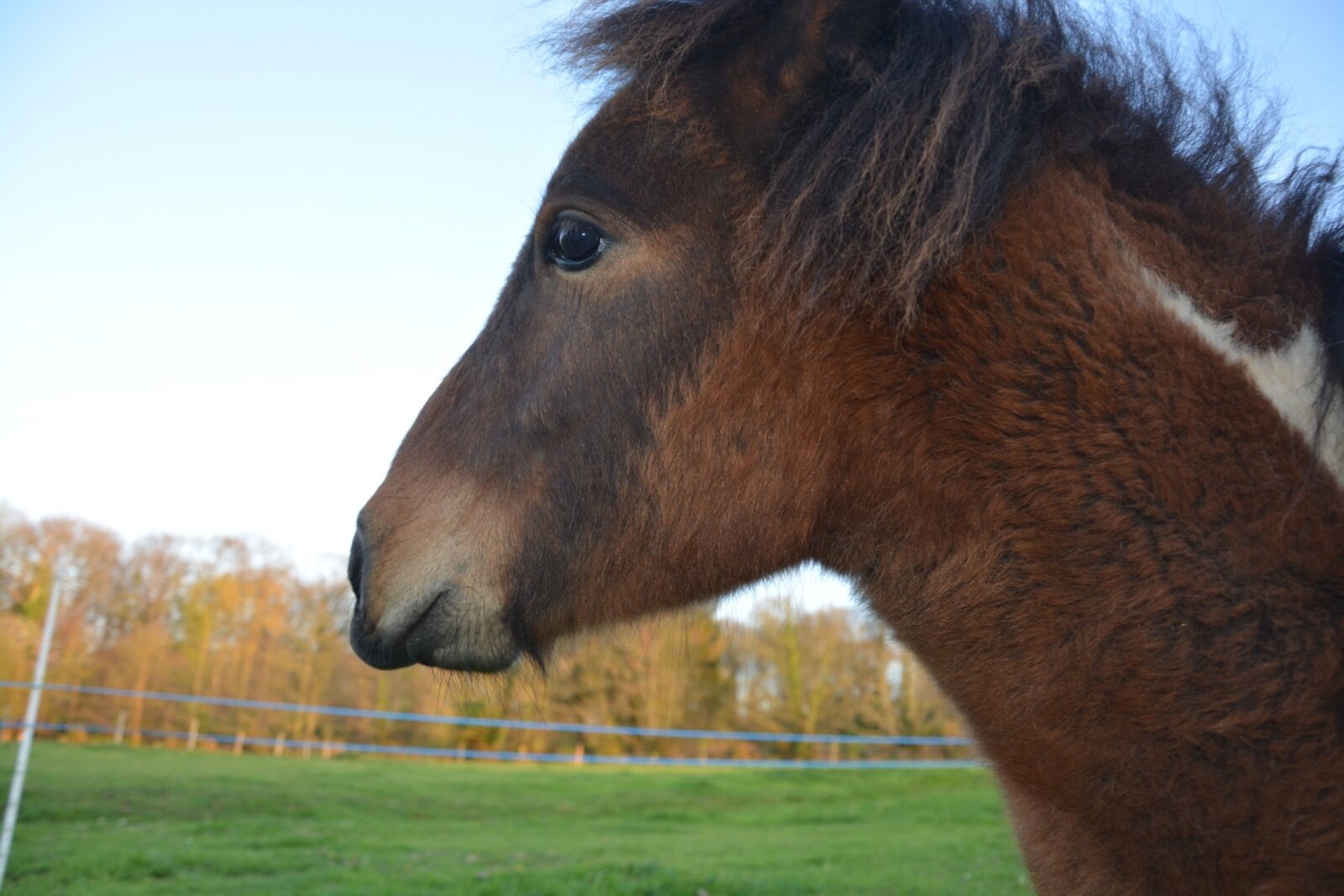 Nikon D5200 sample photo. Equines, pony, animal photography