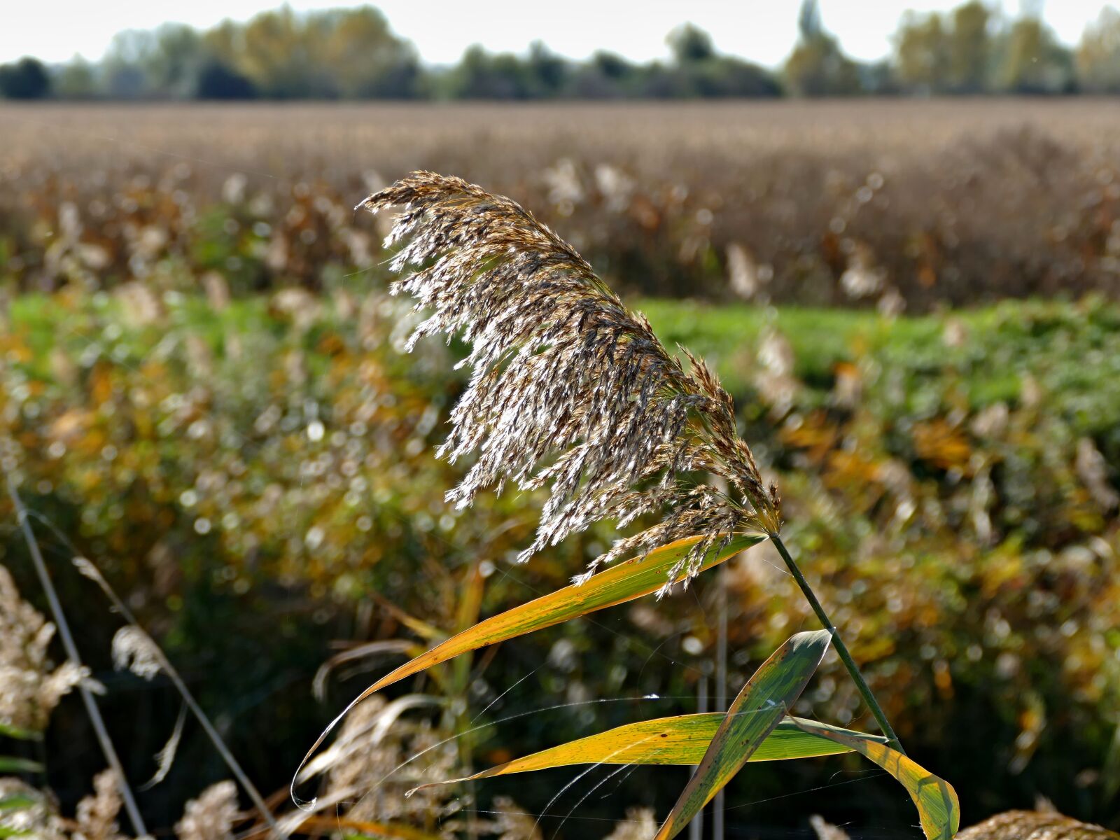 Panasonic Lumix DMC-FZ1000 sample photo. Common reed, plant, field photography
