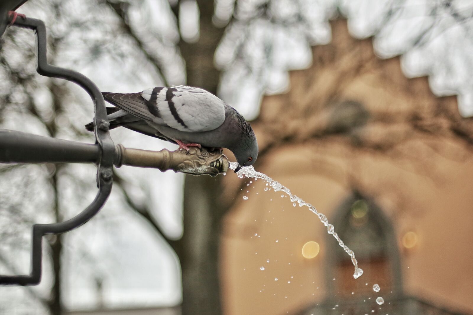 Canon EOS 5D Mark III sample photo. A, close, up, photograph photography