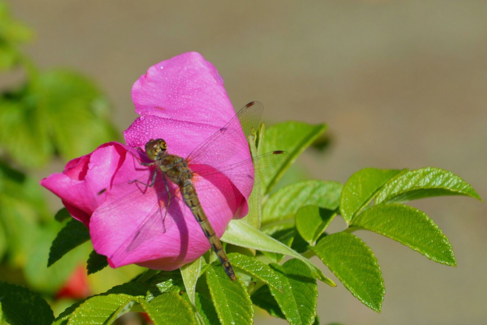 Nikon D3200 sample photo. Flower, blossom, bloom photography