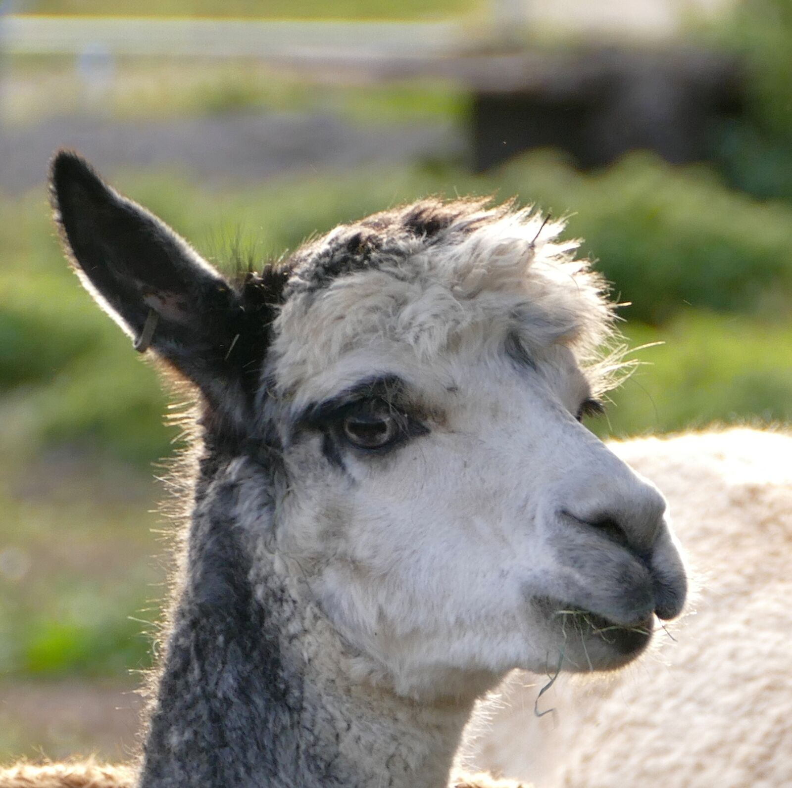 Panasonic Lumix DMC-FZ1000 sample photo. Alpaca, livestock, pako photography