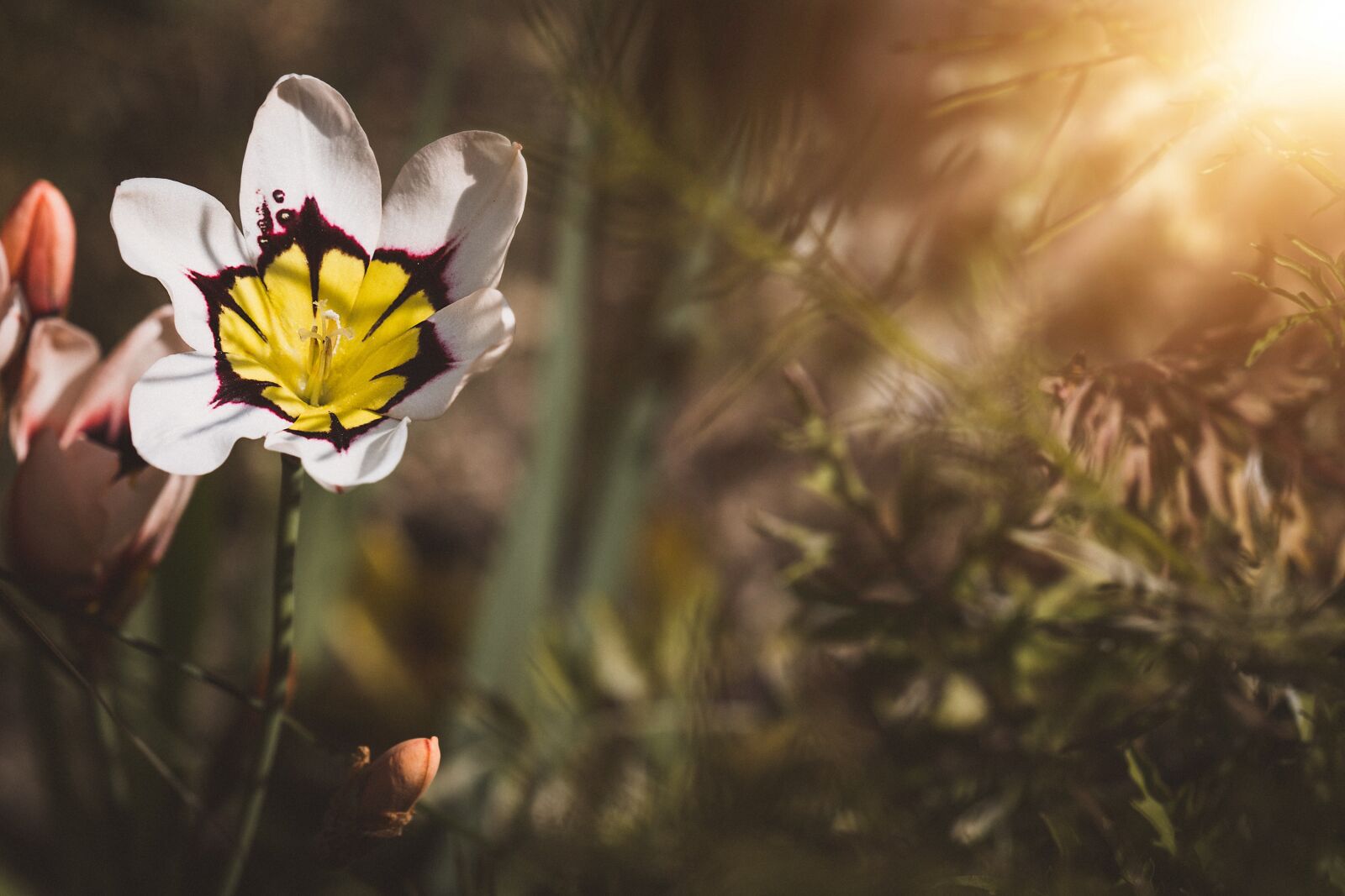 Nikon D7100 sample photo. Flower, blossom, bloom photography