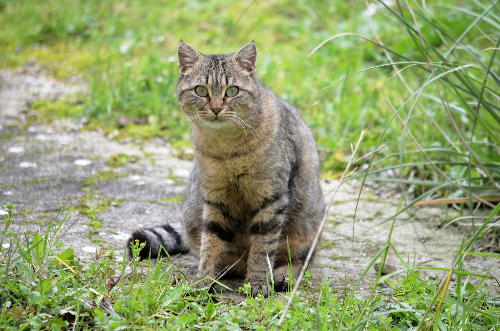 Nikon D5100 sample photo. Animal, de, compagnie, chat photography