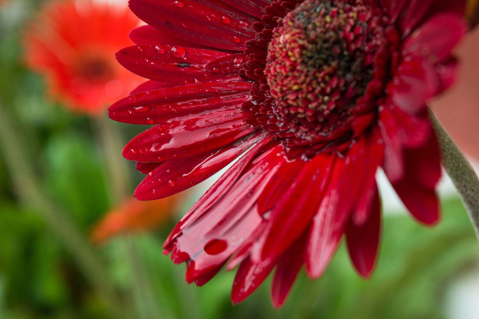Nikon D5200 sample photo. Flower, macro, water drop photography