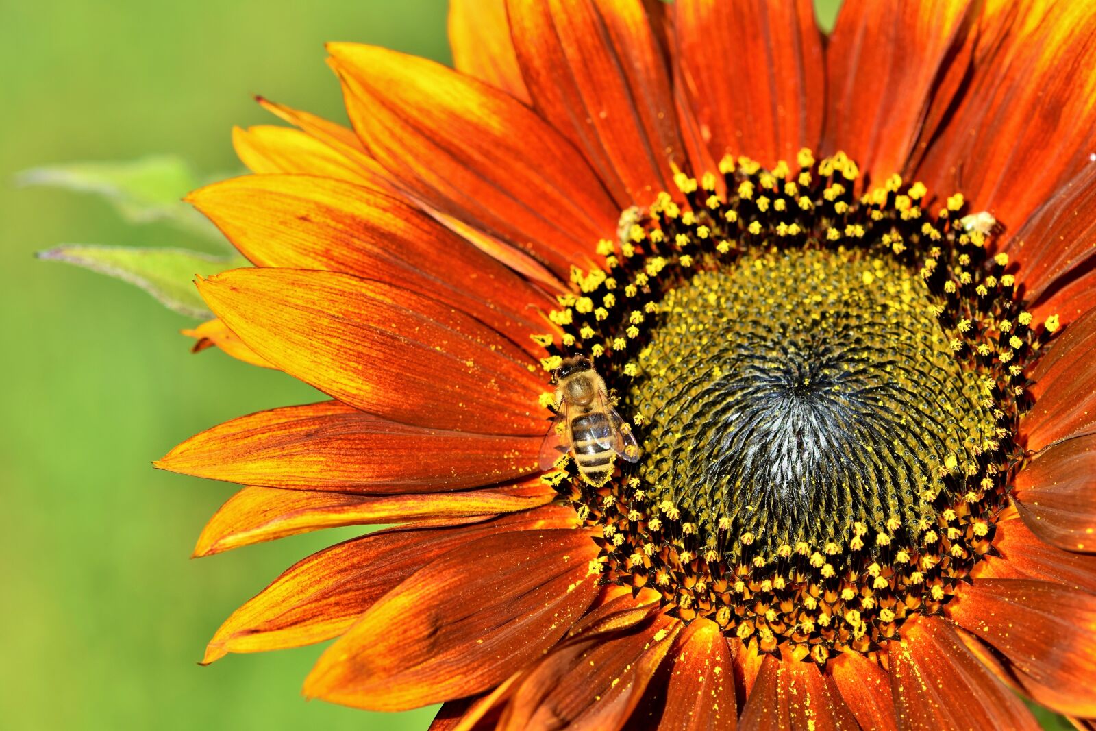 Nikon D7200 sample photo. Sunflower, flower, bee photography