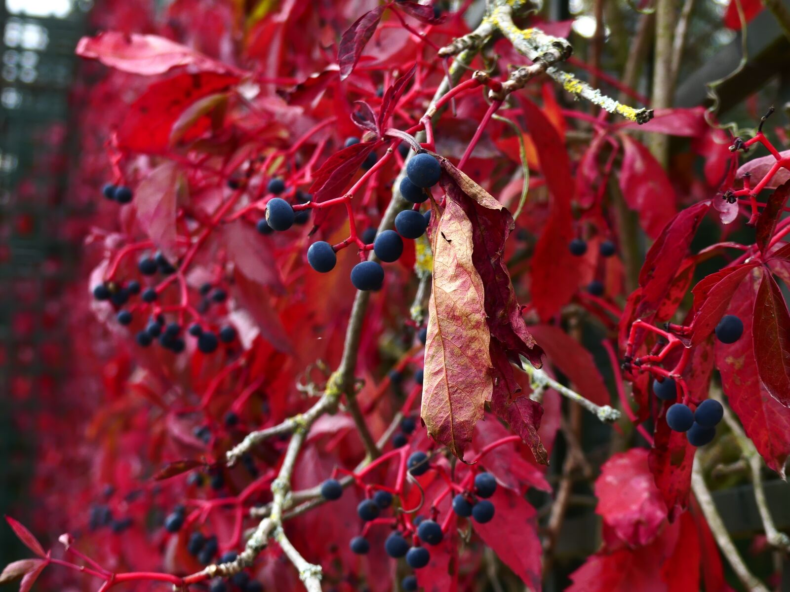 Panasonic Lumix DMC-FZ300 sample photo. Autumn flowers, autumn, berries photography