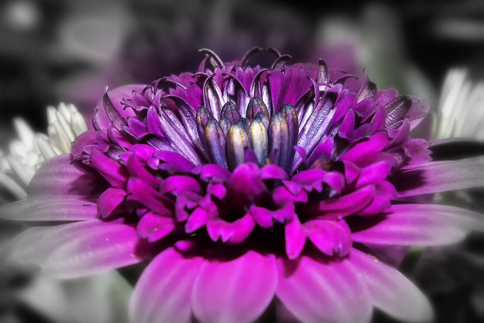 Canon EOS 50D + Canon EF 24-105mm F4L IS USM sample photo. Gazanie, flower, blossom photography