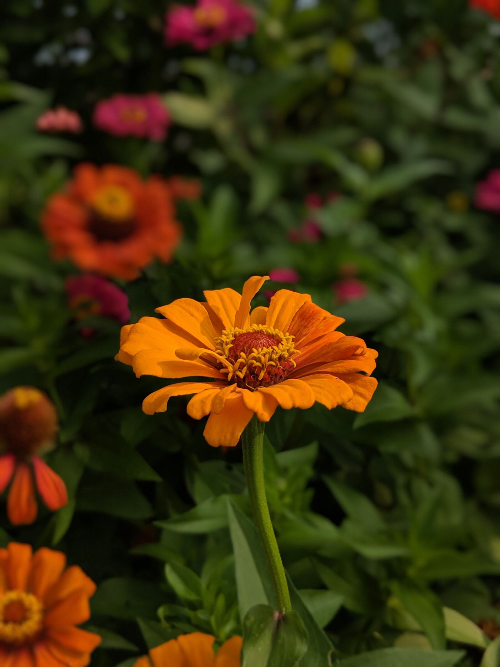 Google Pixel 2 sample photo. Flower, blossom, bloom photography