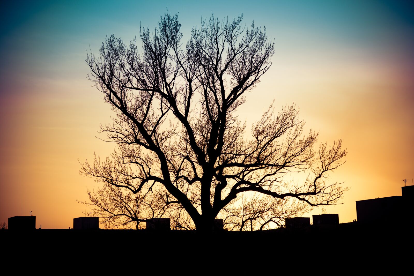 Nikon D850 sample photo. Sunset, tree, silhouette photography
