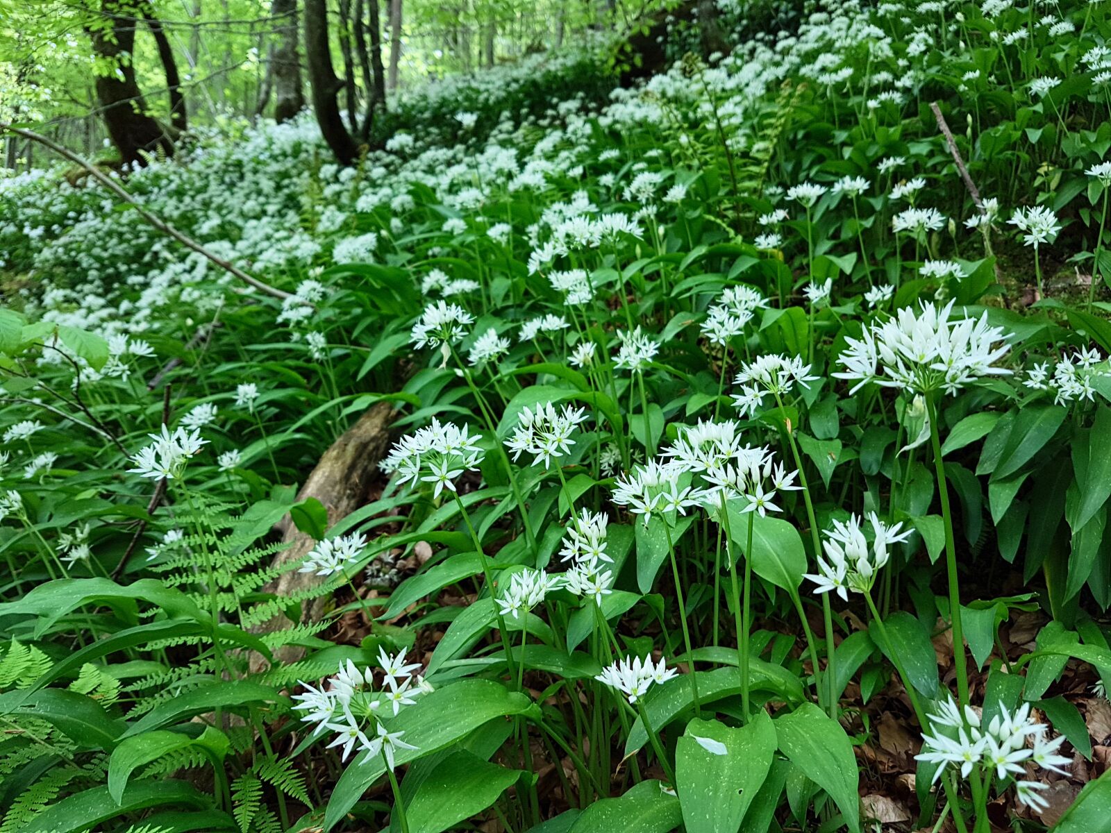 Samsung Galaxy S7 Edge sample photo. Green, leaves, flowers photography