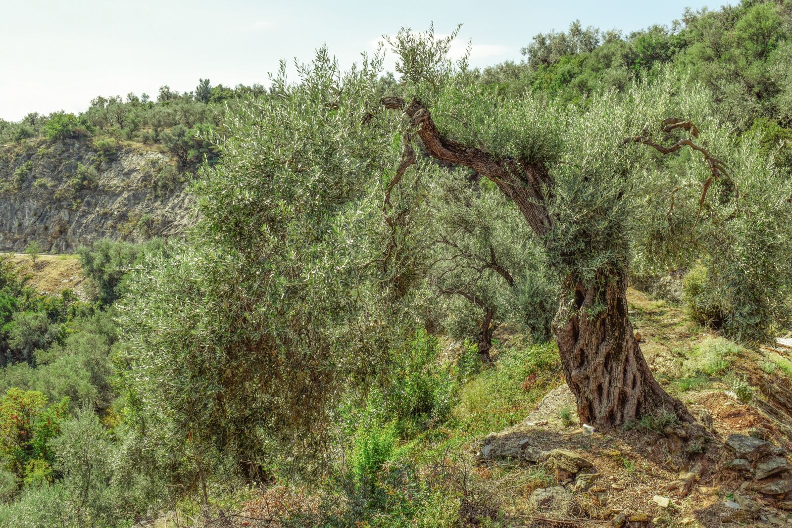 Nikon D3300 sample photo. Olive tree, countryside, nature photography