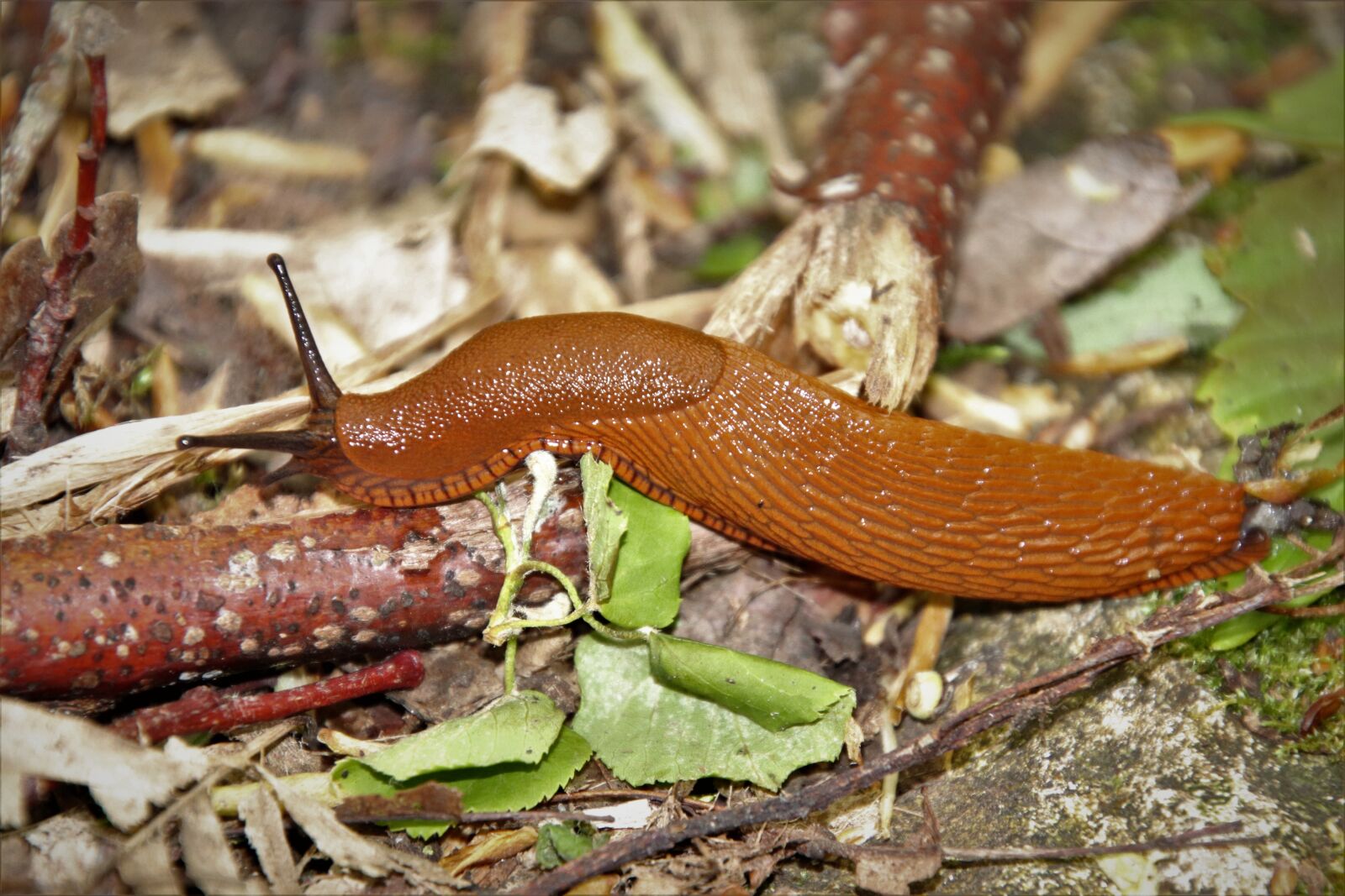 Canon EOS 800D (EOS Rebel T7i / EOS Kiss X9i) sample photo. Slug, animals, creepy photography