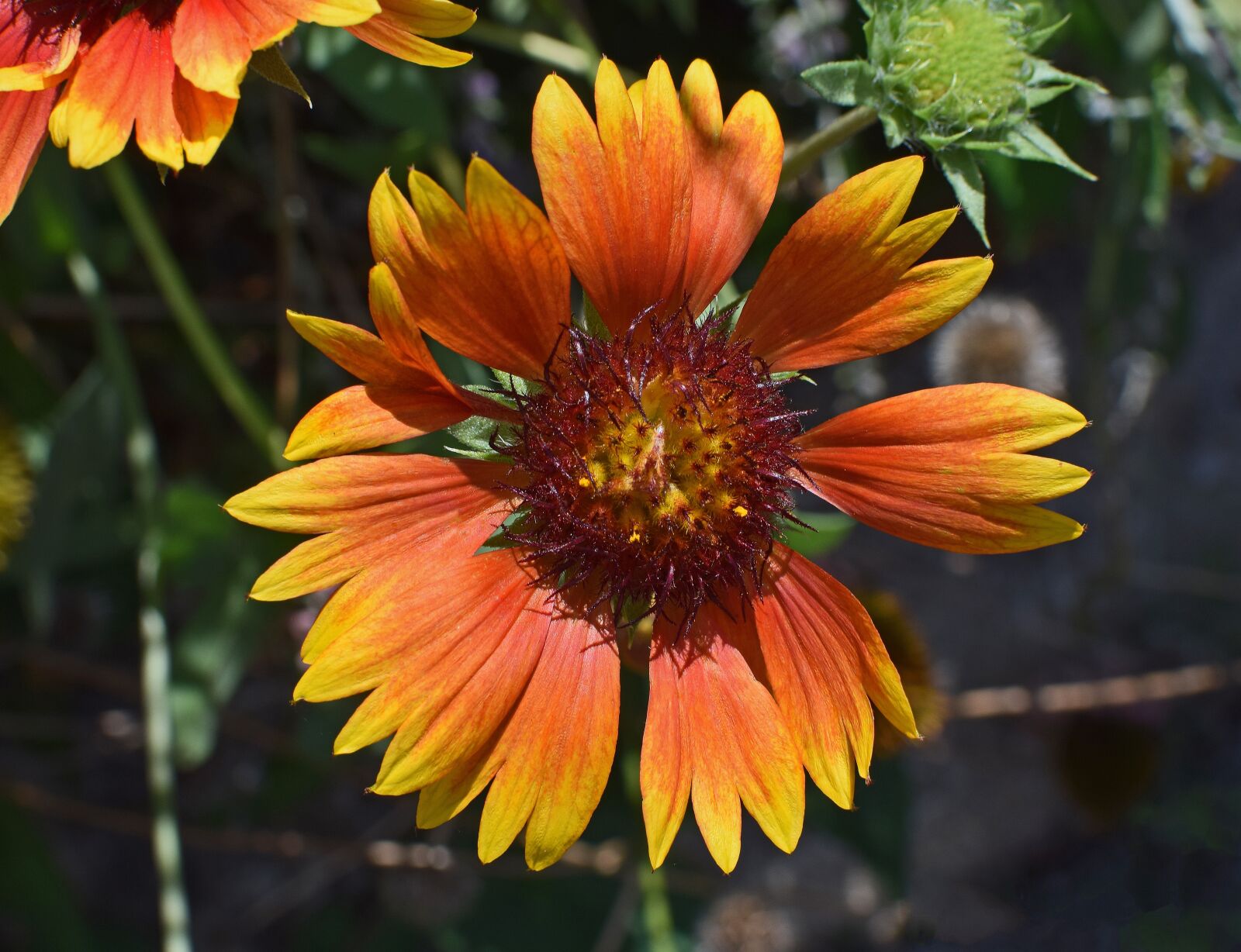 Nikon D3300 sample photo. Coreopsis, flower, blossom photography