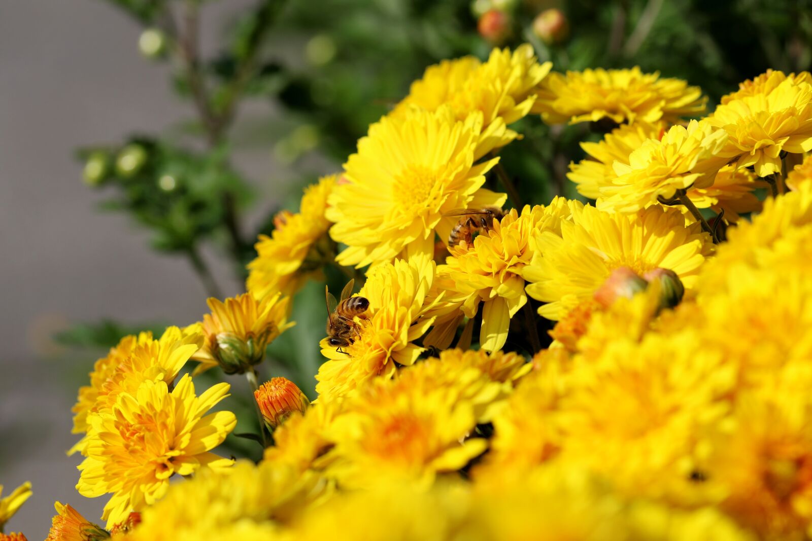 Canon EOS 7D Mark II sample photo. Chrysanthemum, flowers, bee photography