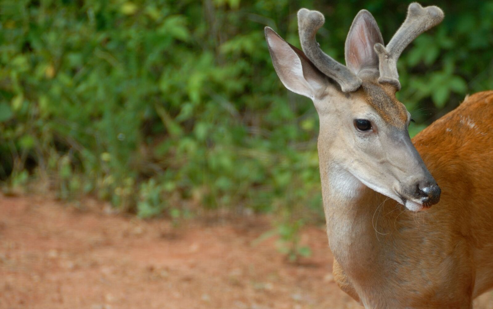 Nikon D200 sample photo. Deer, buck, wildlife photography