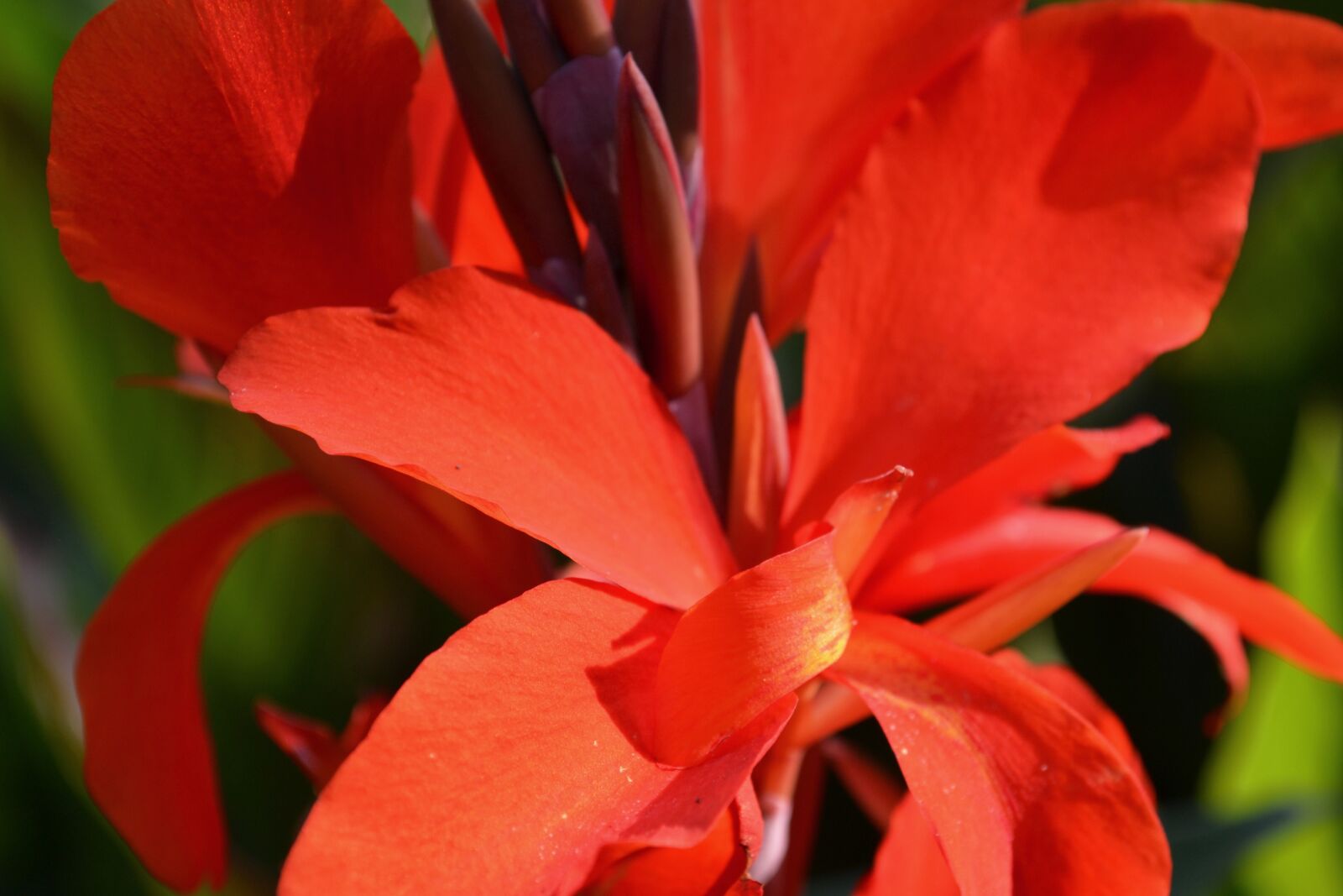 Nikon D3100 sample photo. Red, blossom, bloom photography