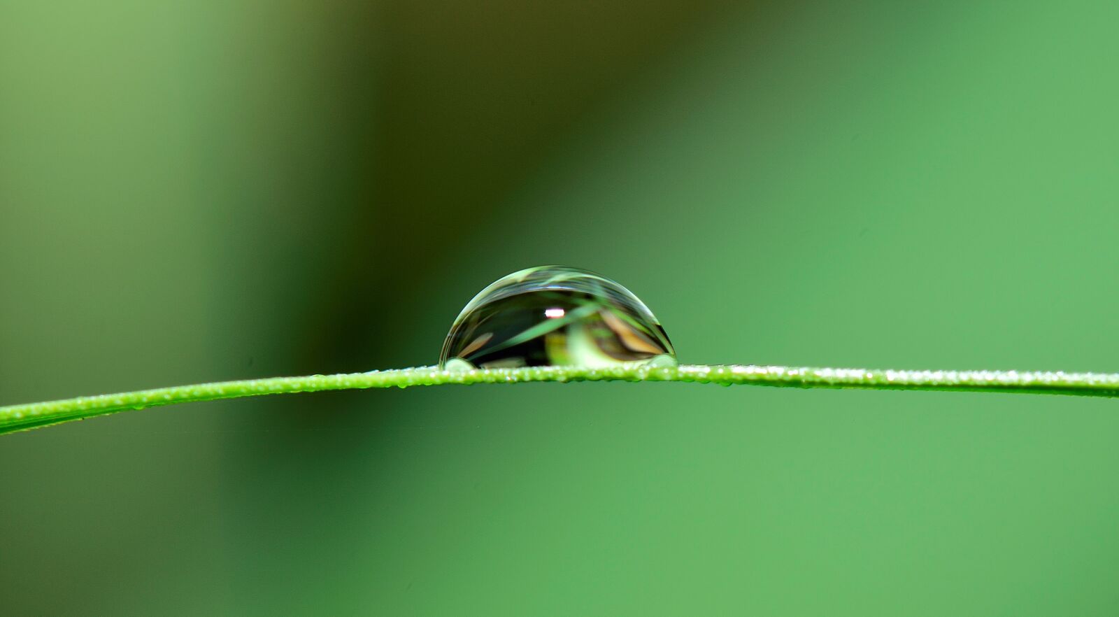 Nikon D5300 sample photo. Drop, water, grass photography