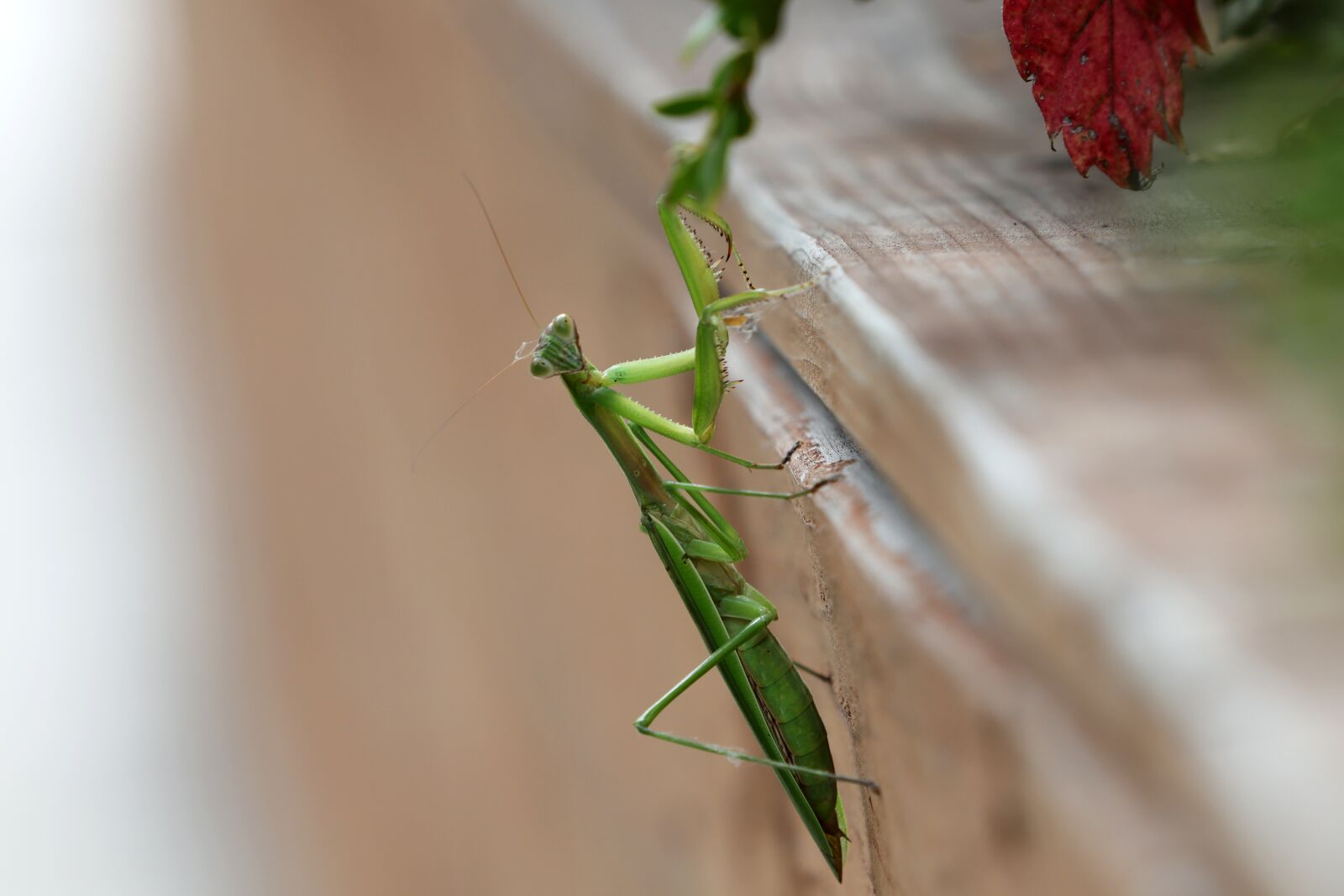 Canon EF 70-200mm F2.8L USM sample photo. Mantis, insects, nature photography