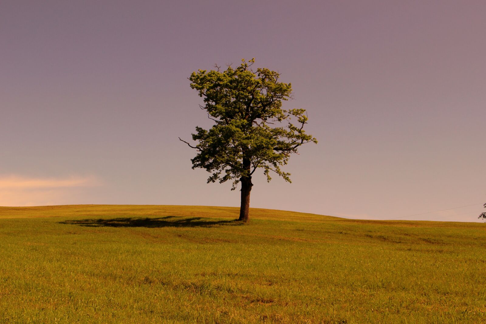 Canon EOS 100D (EOS Rebel SL1 / EOS Kiss X7) sample photo. Tree, grass, sky photography
