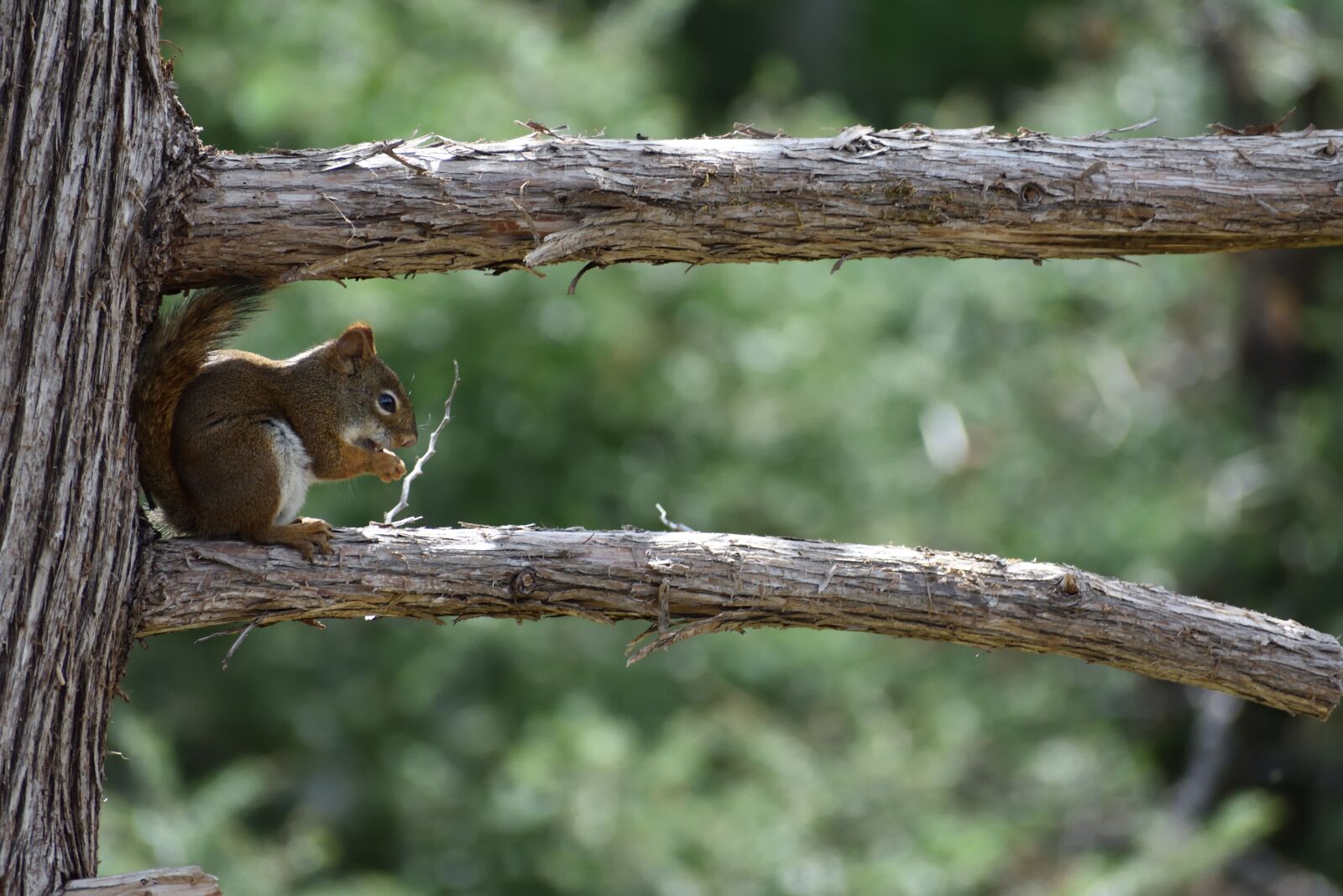 Nikon D3400 sample photo. Squirrel, tree, branch photography