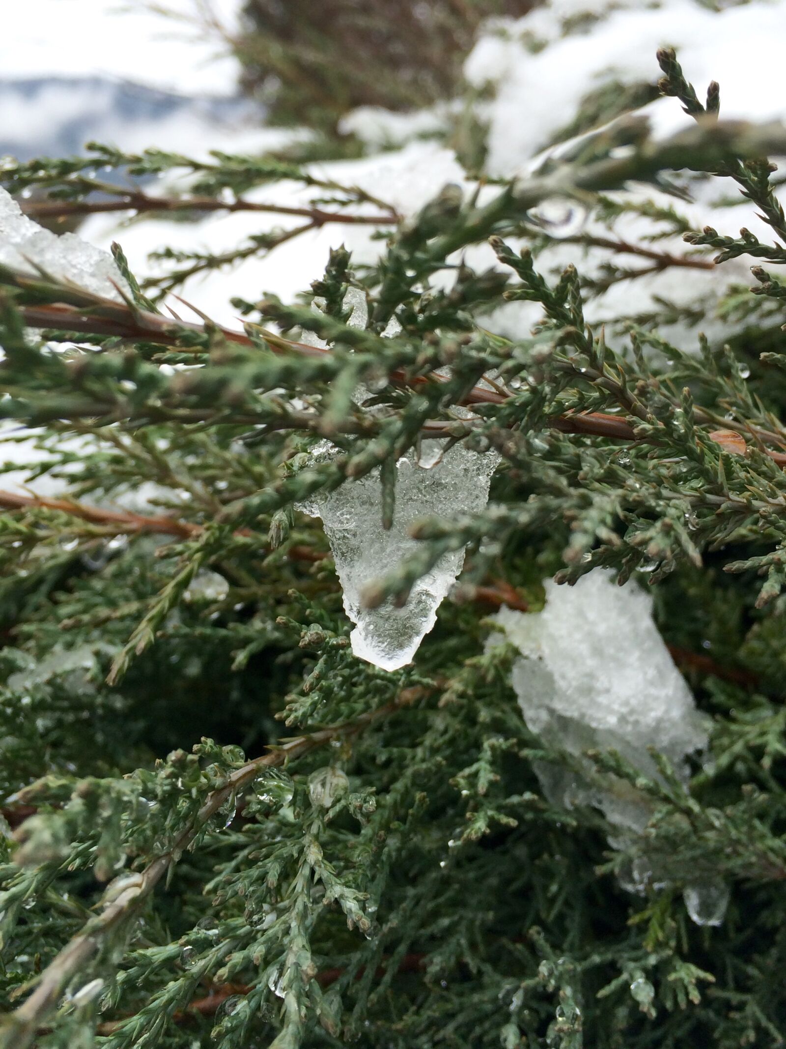 iPhone 5s back camera 4.15mm f/2.2 sample photo. Cold, frozen, green, winter photography