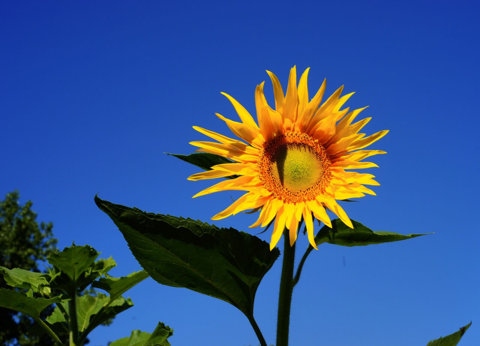 Sony Alpha DSLR-A900 sample photo. Sunflower, garden, yellow photography