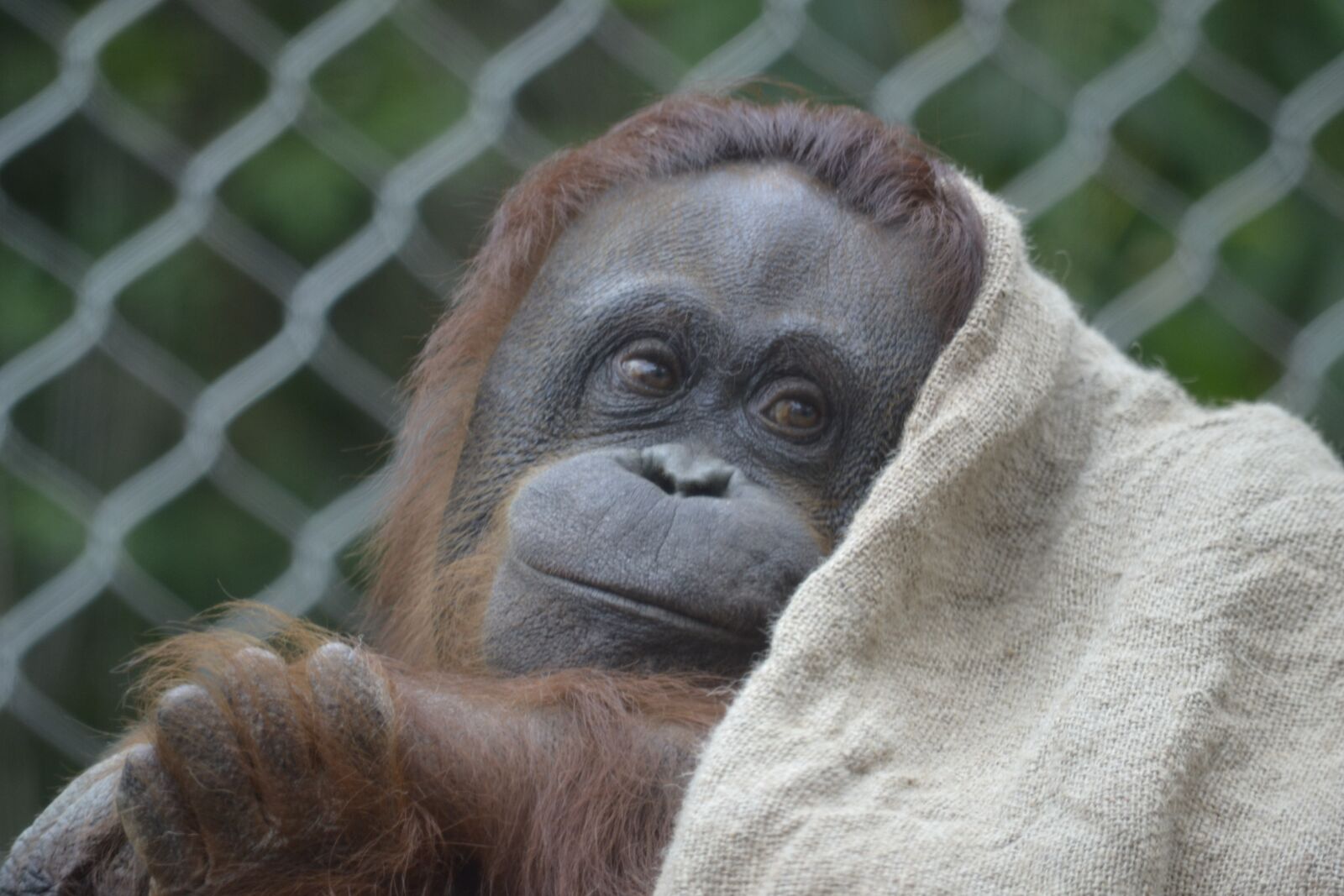 Nikon D3100 sample photo. Orangutan, pink, zoo photography