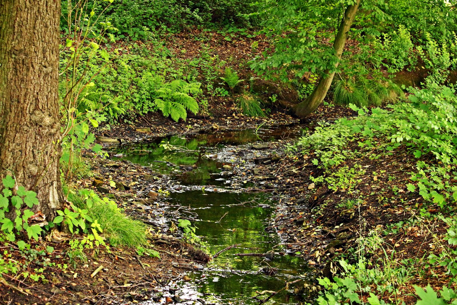 Canon EOS 100D (EOS Rebel SL1 / EOS Kiss X7) sample photo. Bach, forest, water photography