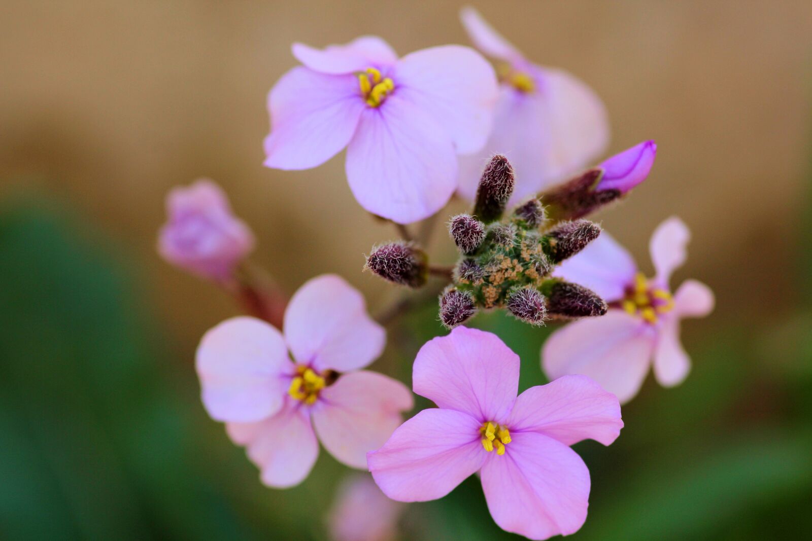 Canon EOS 550D (EOS Rebel T2i / EOS Kiss X4) sample photo. Flowers, nature, spring photography