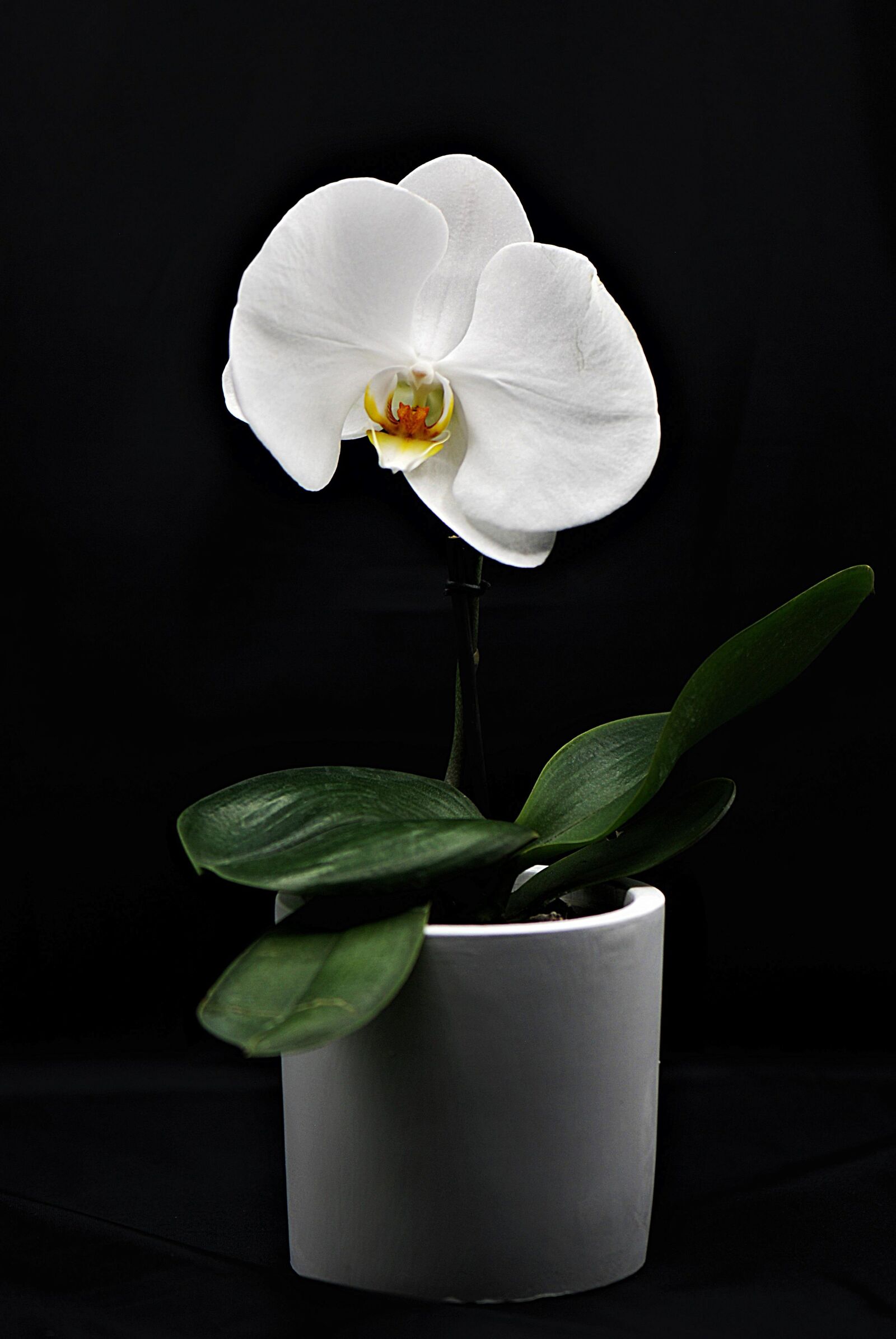 Nikon D80 sample photo. Orchid, flower, flowerpot photography
