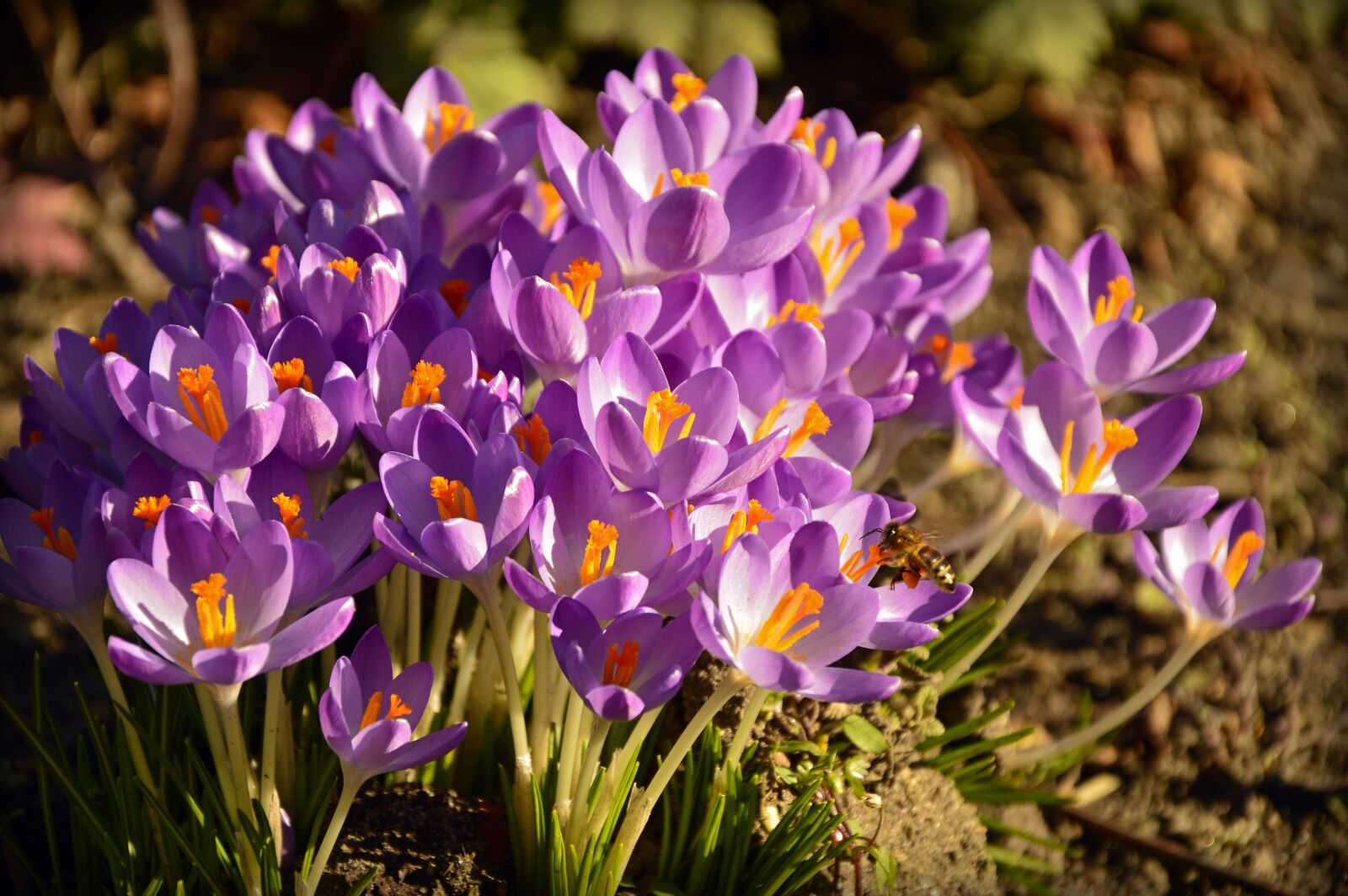 Nikon D3200 sample photo. Crocus, early bloomer, flowers photography