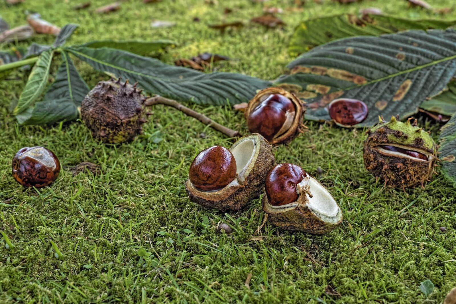 Olympus OM-D E-M5 II + Olympus M.Zuiko Digital ED 12-40mm F2.8 Pro sample photo. Chestnut, common rosskastanie, aesculus photography