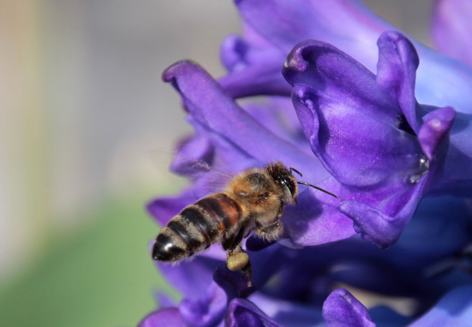 Canon EOS 650D (EOS Rebel T4i / EOS Kiss X6i) sample photo. Bee, insect, honey bee photography