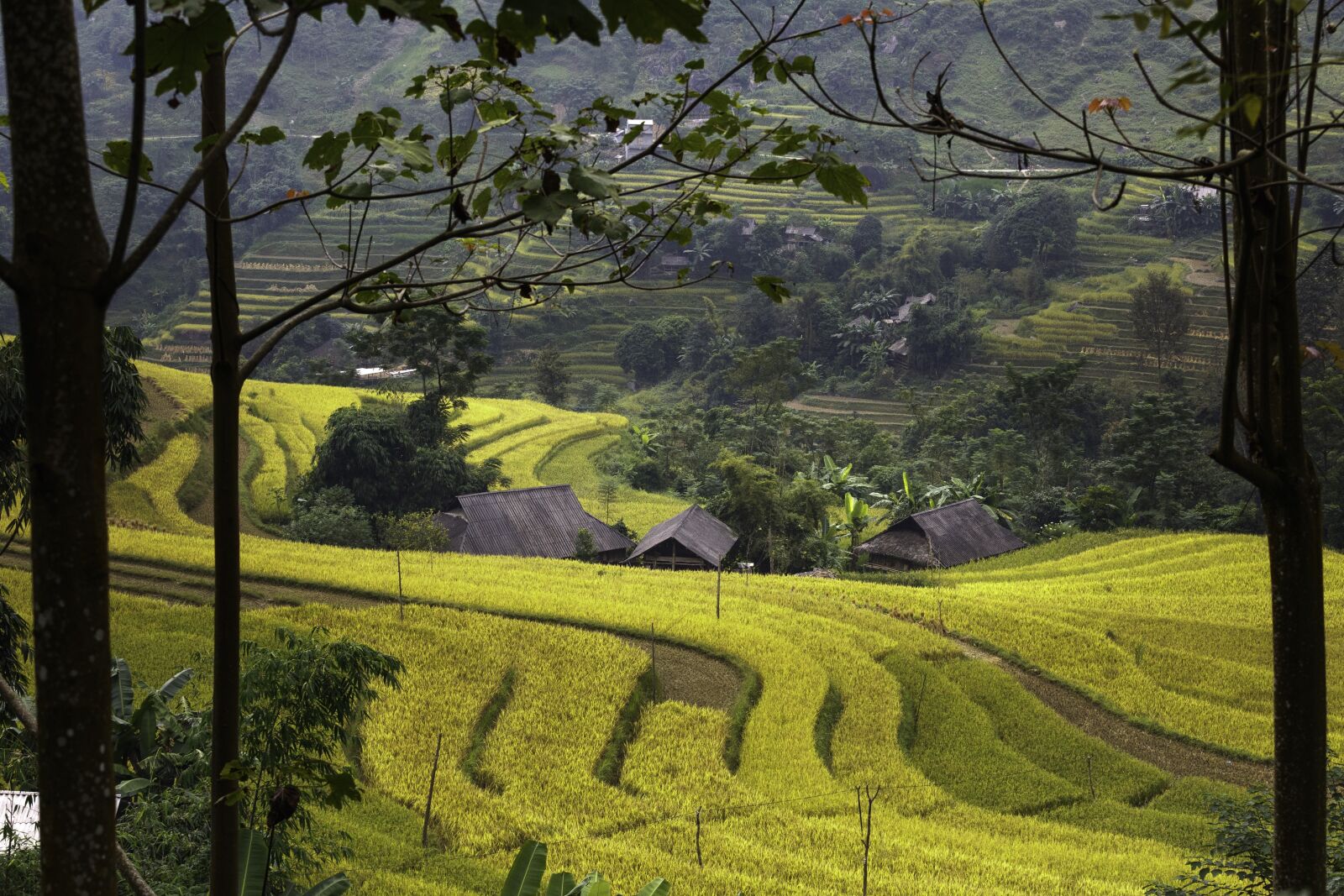 Canon EF 70-200mm F4L IS USM sample photo. Vietnam, rice, rice field photography