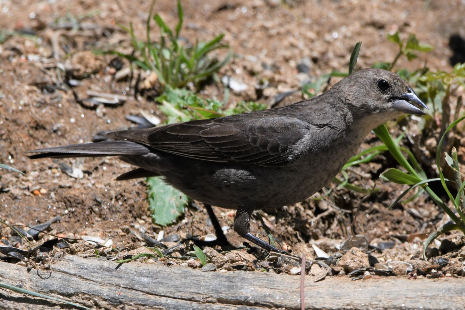 Nikon D850 sample photo. Bird, gray, plumage photography