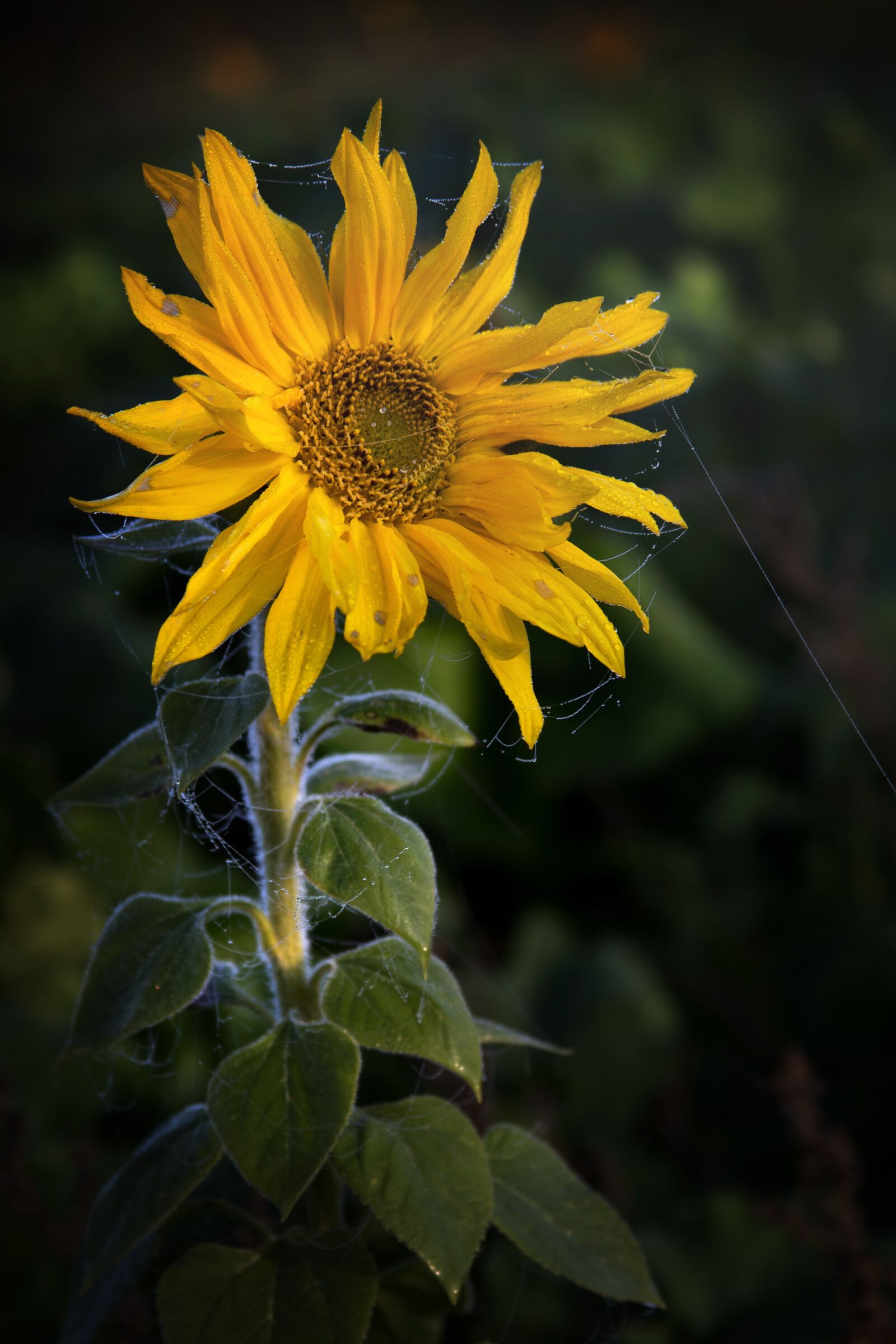 Canon EOS 6D + Canon EF 28-135mm F3.5-5.6 IS USM sample photo. Sunflower, plant, yellow photography
