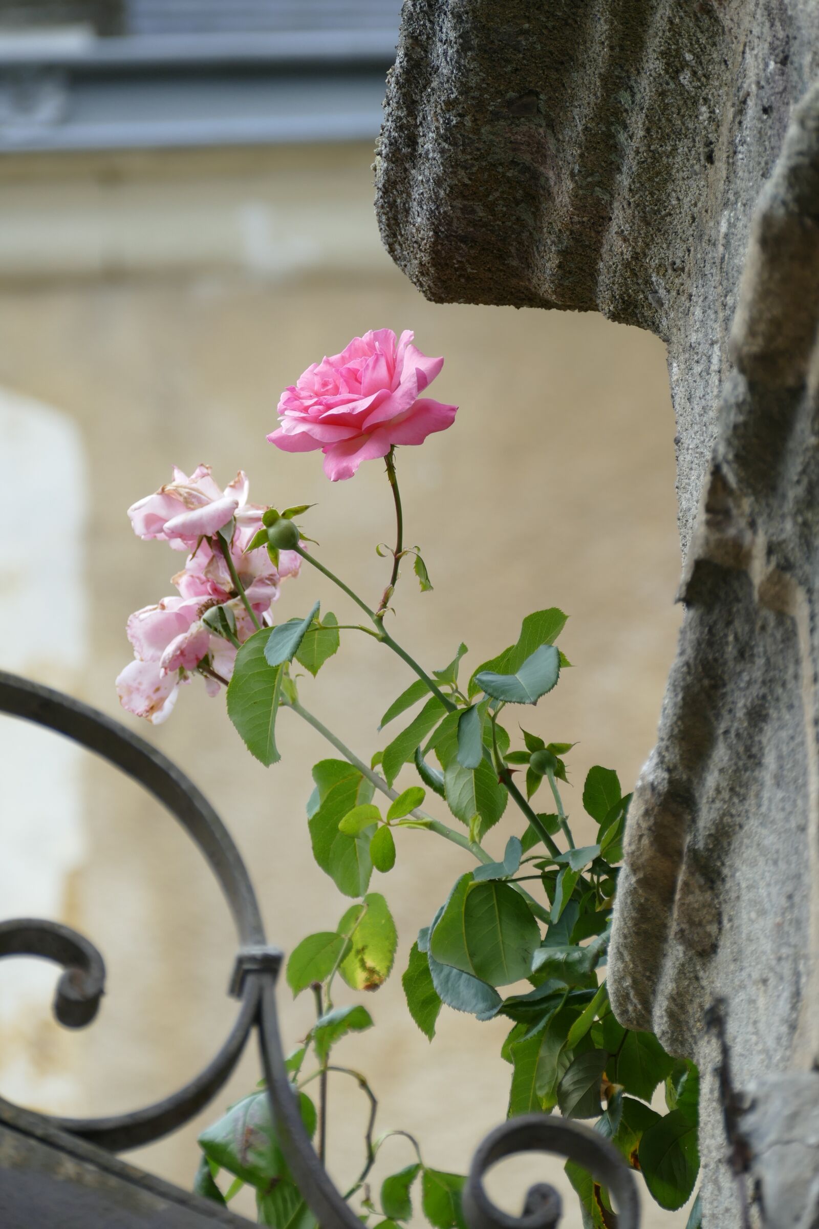 Panasonic Lumix DMC-FZ1000 sample photo. Rose, flower, plant photography