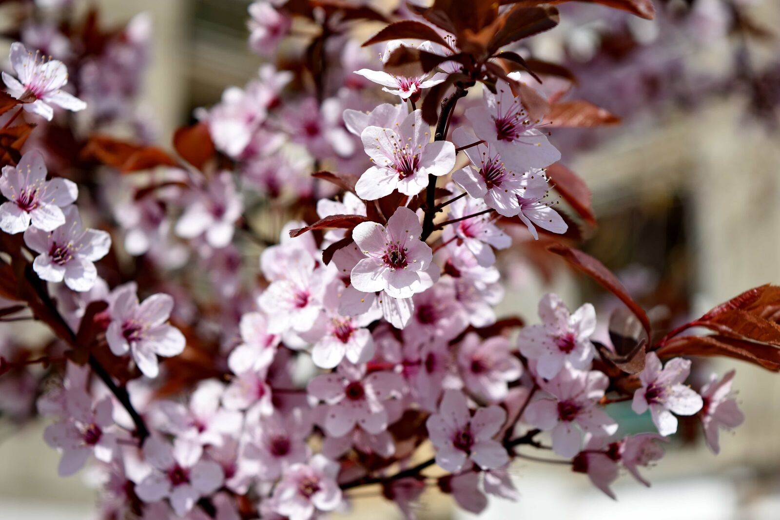 Nikon D5500 sample photo. Flower, bloom, plant, spring photography