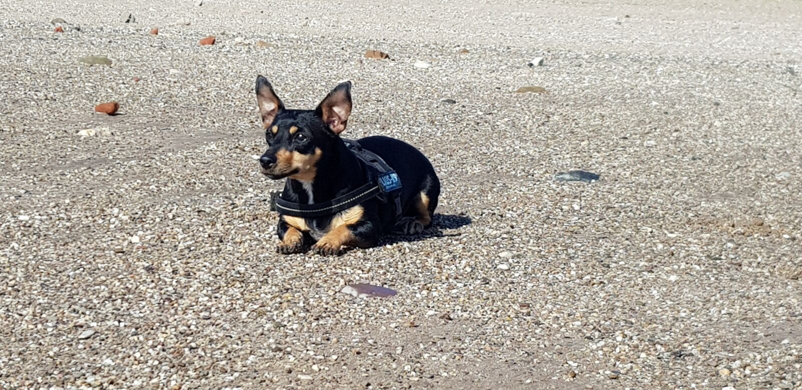 Samsung Galaxy S8 sample photo. Dog, bracht, sunny photography