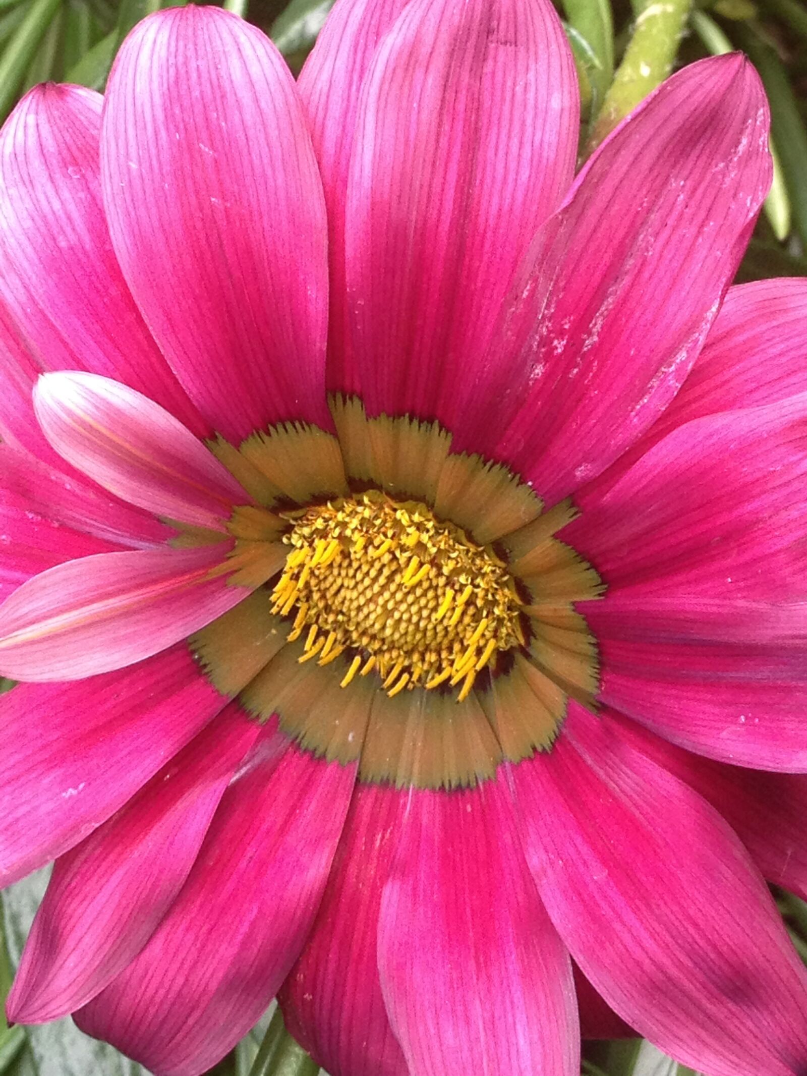 Apple iPhone 4S sample photo. Flower, yellow, nature photography