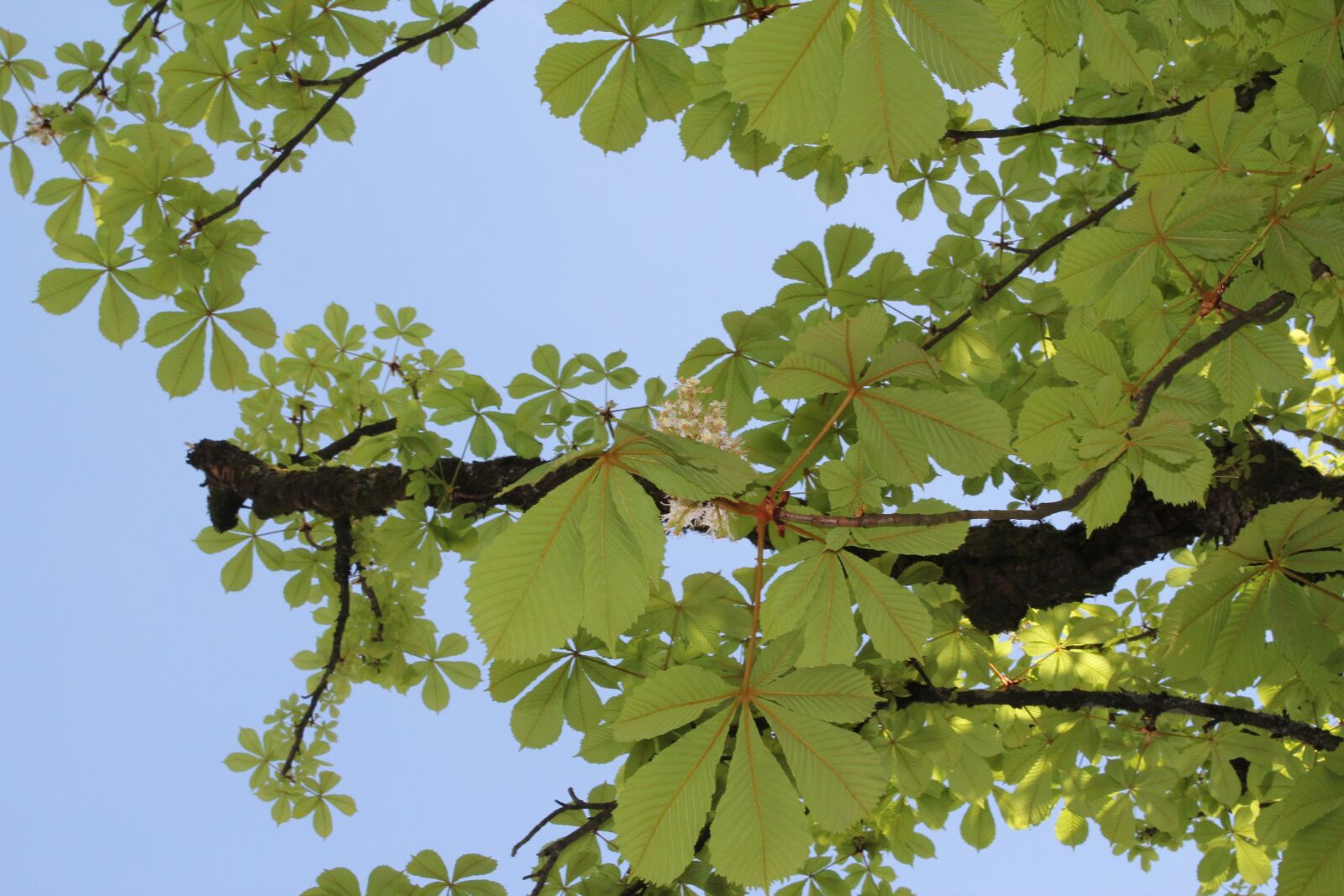 Canon EOS 550D (EOS Rebel T2i / EOS Kiss X4) sample photo. The chestnut tree, chestnut photography