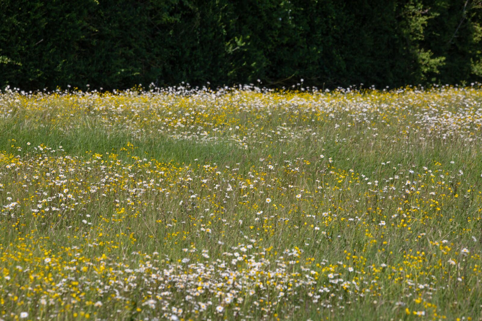 150-600mm F5-6.3 DG OS HSM | Contemporary 015 sample photo. Daisy, wild flower, large photography