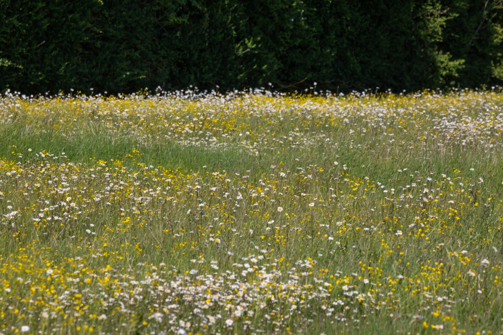 Canon EOS 5D Mark III + 150-600mm F5-6.3 DG OS HSM | Contemporary 015 sample photo. Daisy, wild flower, large photography