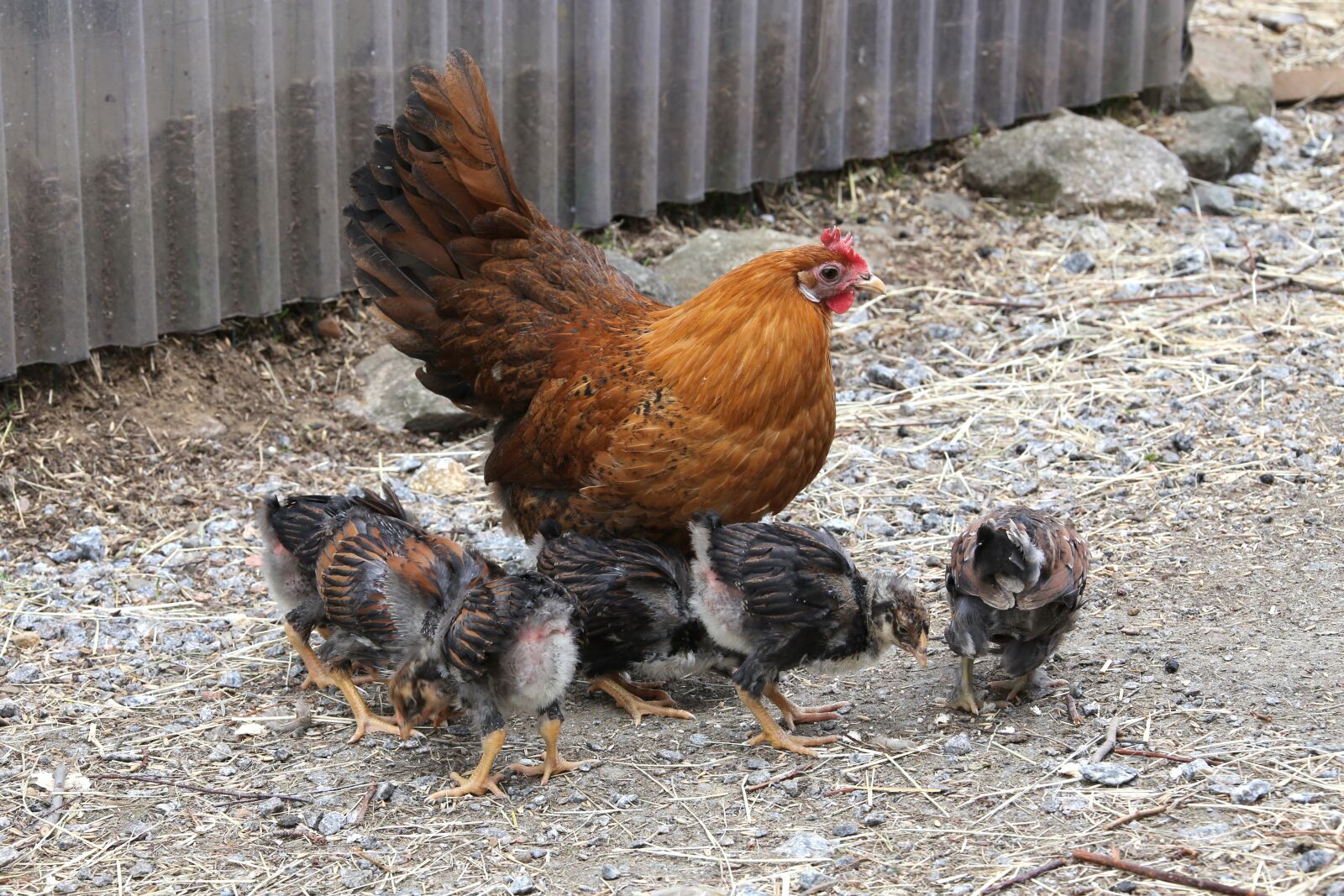 Canon EOS 6D + Canon EF 28-300mm F3.5-5.6L IS USM sample photo. Chicken, mother hen, chicks photography