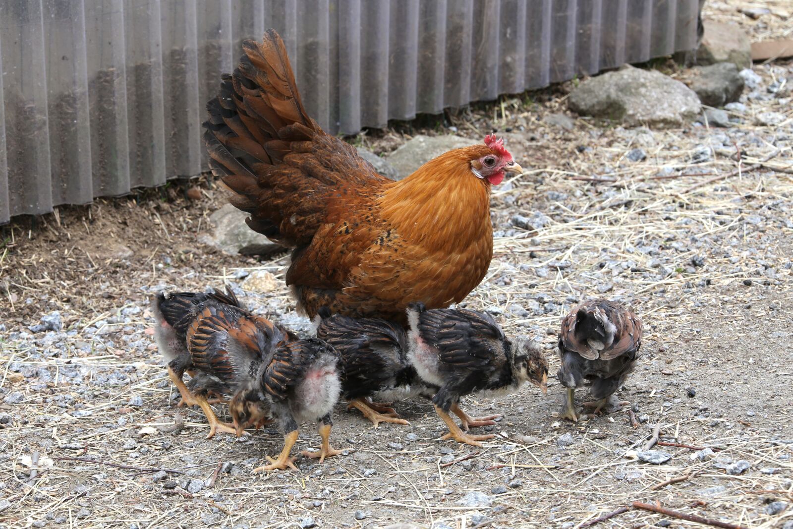 Canon EF 28-300mm F3.5-5.6L IS USM sample photo. Chicken, mother hen, chicks photography