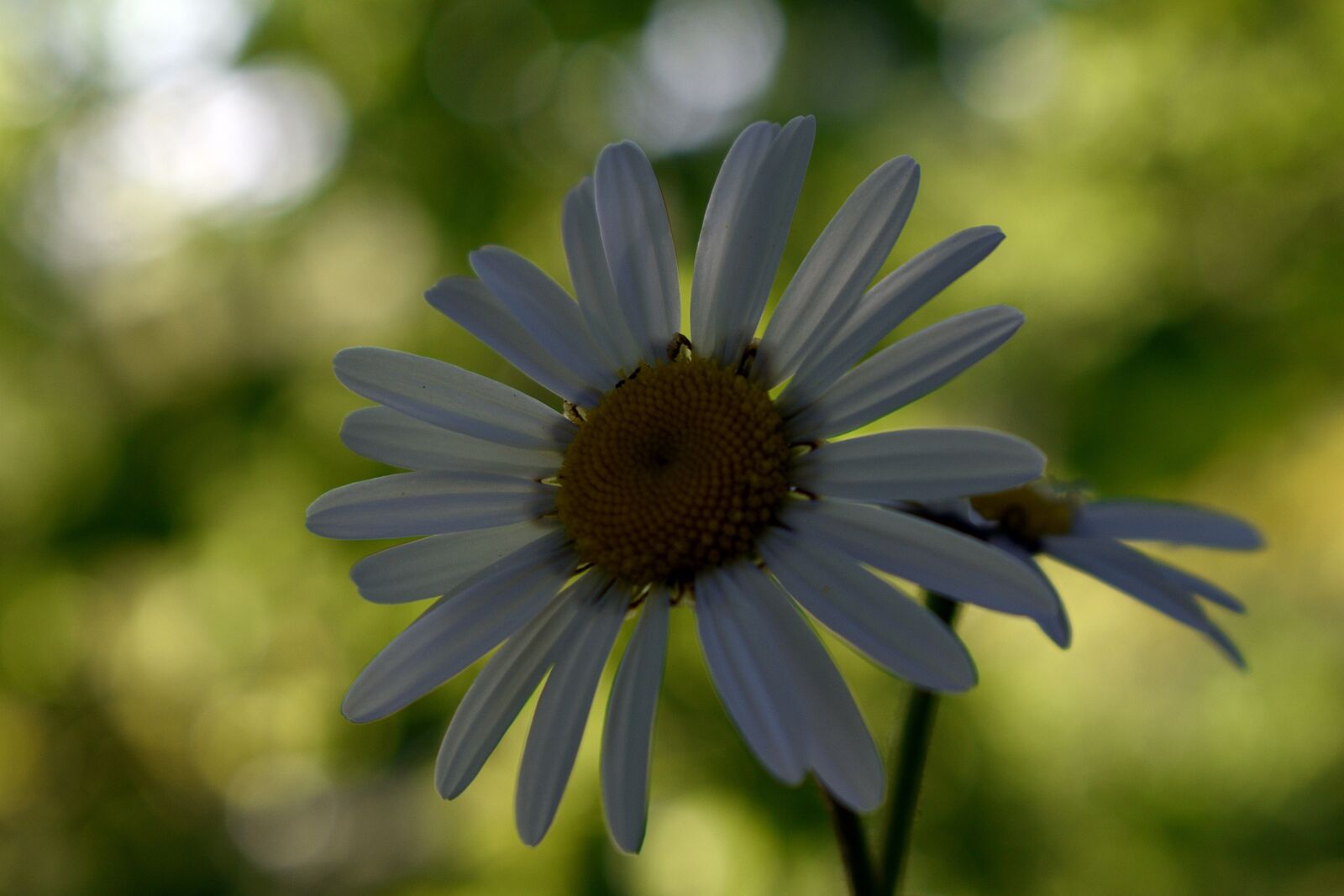 Nikon D3400 sample photo. Jastrun, flower, spring photography