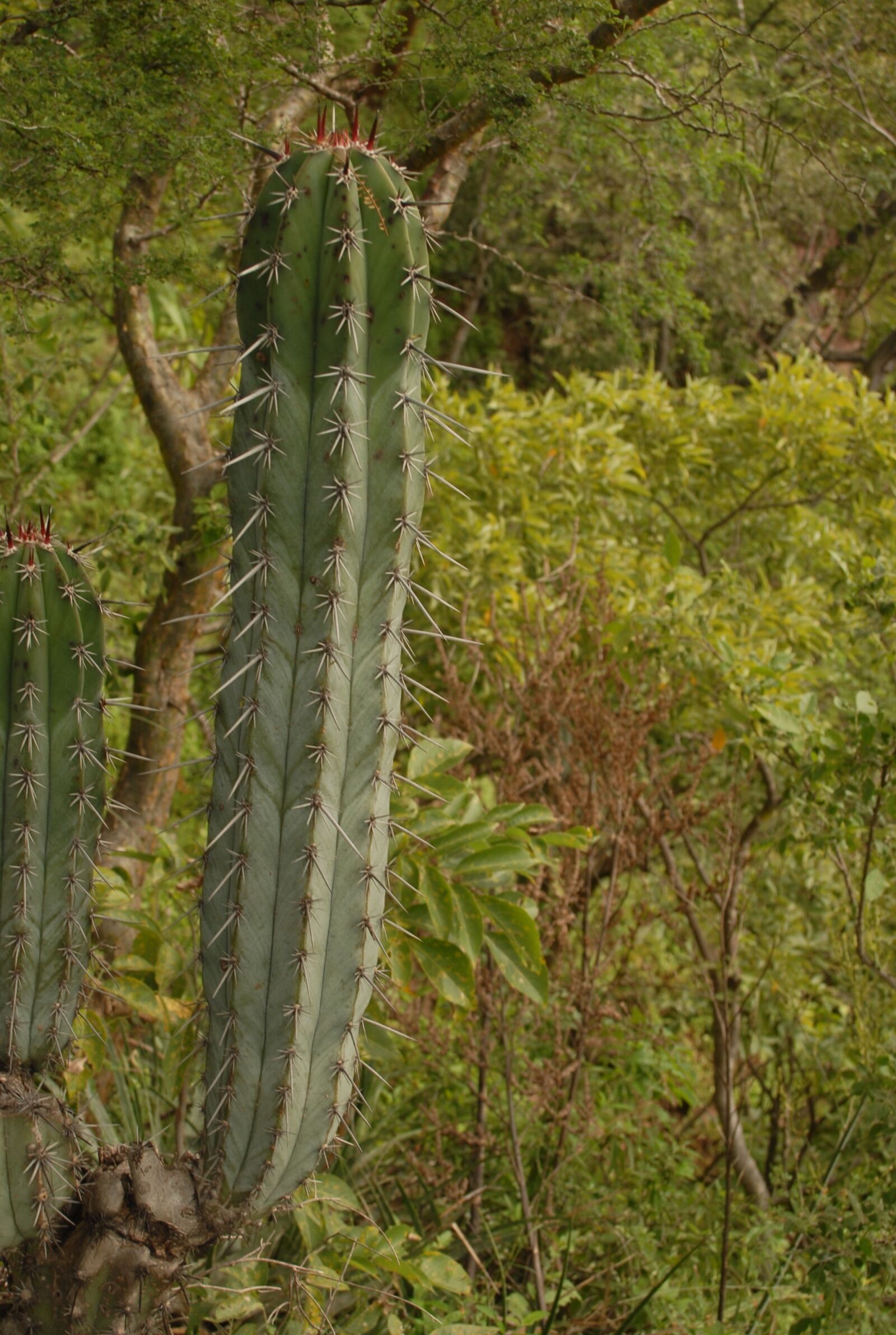 Nikon D200 sample photo. Organo, thorns, nature photography